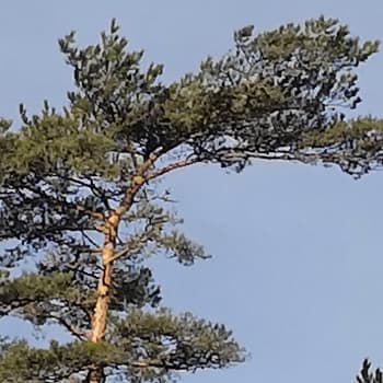 Miksi mäntyjen latvat kääntyvät koilliseen?