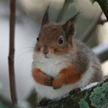 Orava