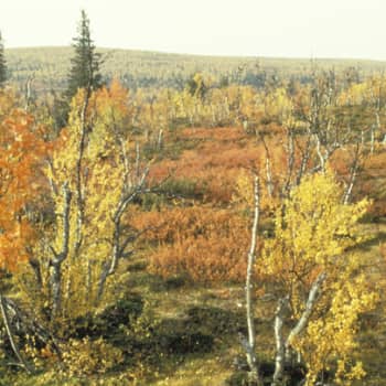 Tunturilta tunturille 5: Seitoja ja lapinjätkiä