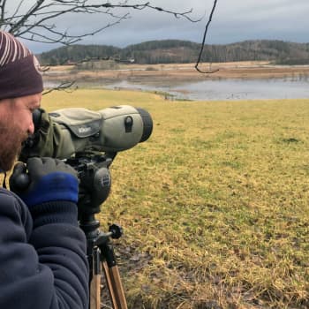 Metsähanhi jäi näkemättä