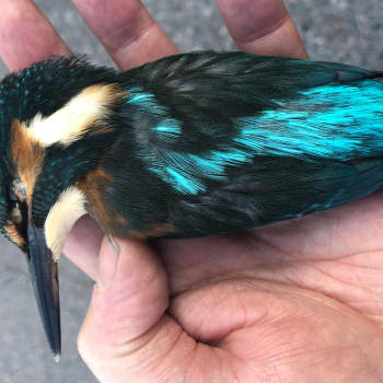 Kuningaskalastajan kuolema
