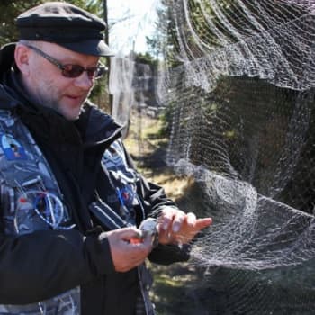 Luontoretki.: Rengastaja Tatu Hokkanen