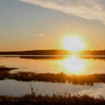 Luontoretki.: Juhannusyö ikimetsässä