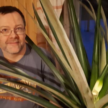 Ahti sai kasvatettua oman ananaksen - toivakkalaisen viherpeukalon sinnikkyys palkittiin