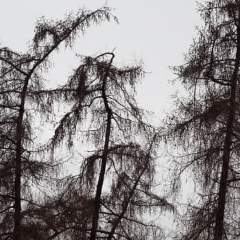 Luontoretki.: Vaikea valokuvatehtävä