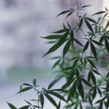 Kukkaa pukkaa - kannabiksen kotikasvatus yleistyy