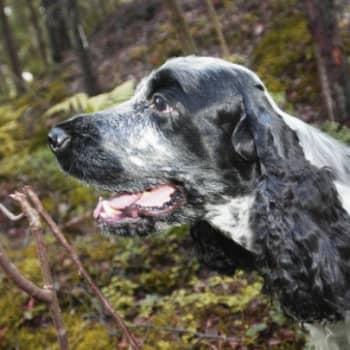 Tavoitteena tehokas ja nopea siedätyshoito