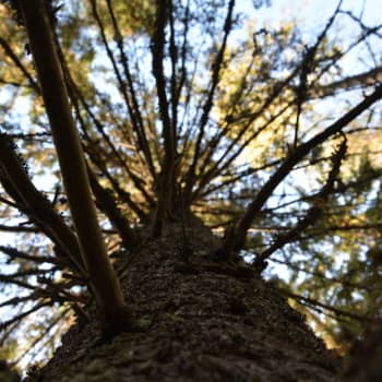 Vad hände med avverkningen av skogen?