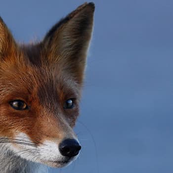 Suomen koiraeläimet
