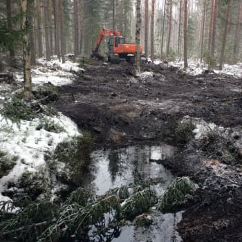 Janne Raassina ohjaa suon ennallistamista Kesälahdella