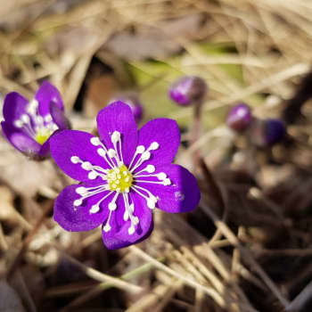 Hälsningen 2.4.2020