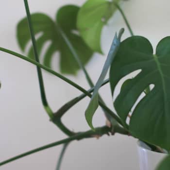 Krukväxten är en trendig inredningsdetalj