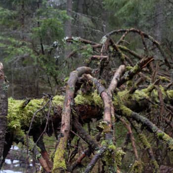 Metsässä mielikuvitus herää henkiin