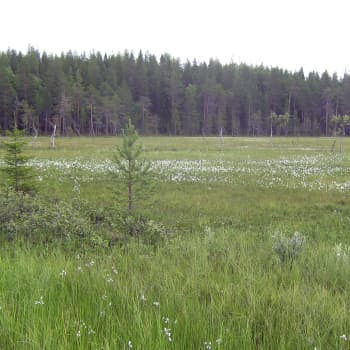 Vuotoksen allas ponnahti taas julkisuuteen, kun Lapin liitto lähetti maakuntakaavaehdotuksen lausuntokierrokselle.