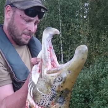 Jos Lapin liitto olisi käyttänyt aikaansa, rahojaan ja energiaansa yhtä uutterasti lohiportaiden rakentamiseen kuin
