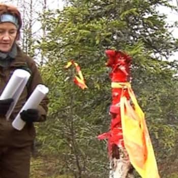 Pudasjärven luonnonsuojeluyhdistyksen puheenjohtaja Pirkko-Liisa Luhta ihmettelee, että kuinka voi olla