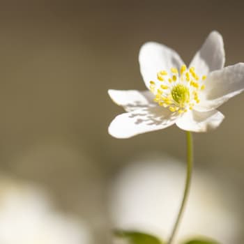 Hälsningen 23.4.2020