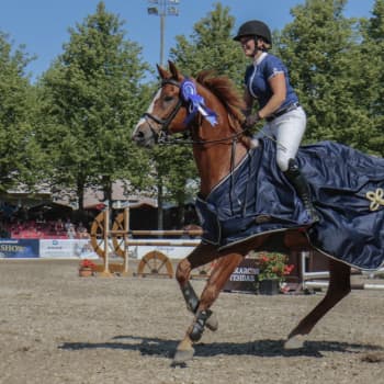 Ingen Seahorse Week i Hangö i sommar