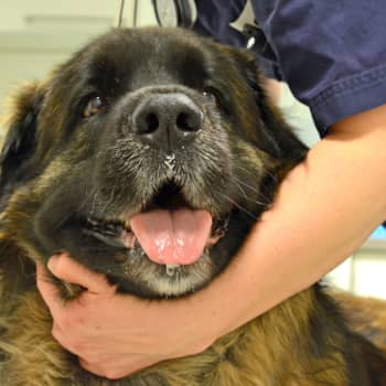 Många är överraskade över dyra veterinärkostnader