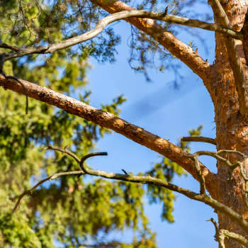 Millaisia sieniä kannattaa keväällä keräillä?