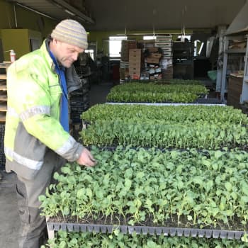 Kölden sätter käppar i hjulen för Christer Finnes grönsaker