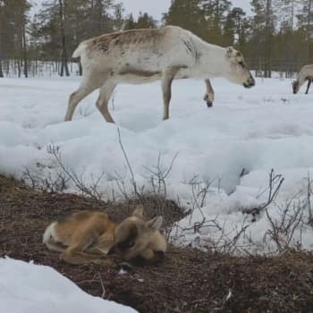 Juha Tornensis ja Petri Mattus ságat dán giđa guottetáiggis