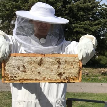 Hur ska vi rädda pollinerarna?