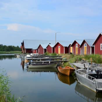 Försök med nya minkfällor på Mickelsörarna