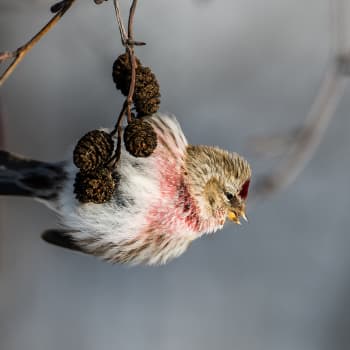 Lyssnarfrågor om djur och natur till Anders Albrecht och Jörgen Palmgren.