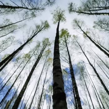 Metsien hiilinielujen vaikutus ilmastonmuutokseen