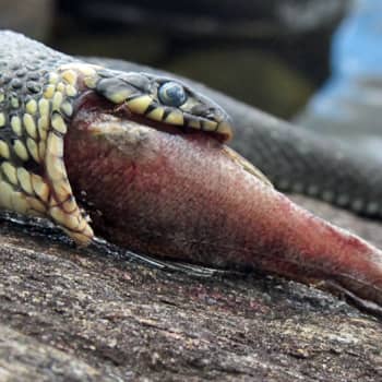 Luontoilta: Käärme taisi haukata nyt liian ison palan?