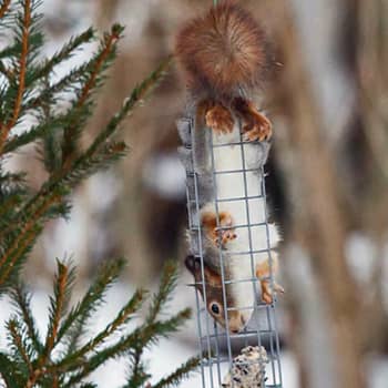 Luontoilta: Orava kahlekuninkaana