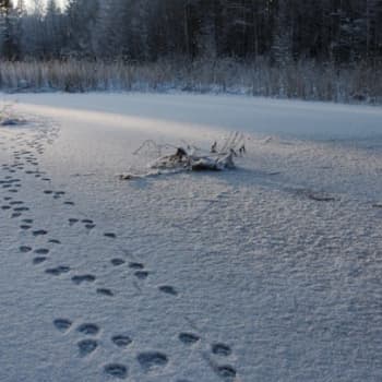 Minna Pyykön maailma: Mitä eläinten on uskottu tekevän talvisin?