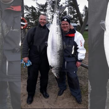 Kuuntele kevään kovin kalajuttu: Harri ja Juha saalistivat 21-kiloisen lohen Ahvenanmaalta