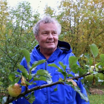 YLE Helsinki: Kova, pieni ja pahanmakuinen – suomalainen aito siideri tehdään omenasta, josta et haluaisi haukata