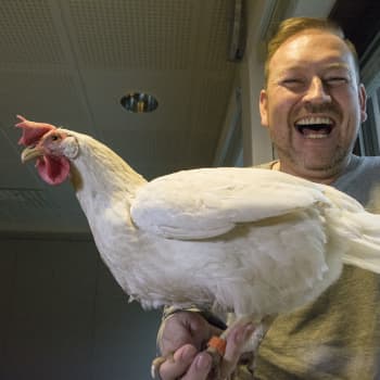 Radio Suomi Kuopio: Kanat opettavat, miten eläimiä kannattaa kouluttaa
