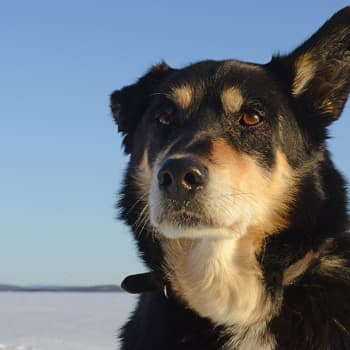 Jerisjärven päivystävällä tarinamestarilla, Jari Rossilla, on koira, Vinski nimeltään, joka mettoja, turisteja ja