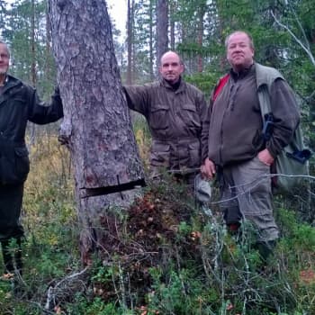 Metsäradio.: Suomen vanhin puu on Lapissa