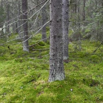 Metsäradio.: Yksityismetsien luontoarvoja 24.10.2011