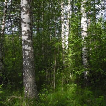 Metsäradio.: Lisää lehtipuita suomalaisiin metsiin