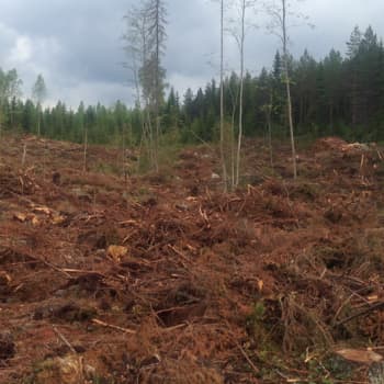 Metsäradio.: Kai Fagerströmin tarina metsästä