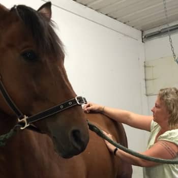 YLE Tampere: Akupunktio ei ole hevoselle uskonasia