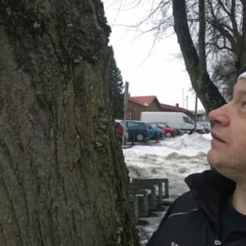 YLE Häme: Ilmaston lämpeneminen suosii jaloja lehtipuita