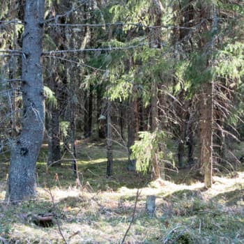 YLE Häme: Metsässä rengastaja Pekka Pouttu matkii lintuja
