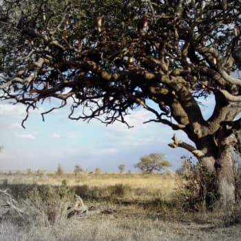 Ilmakehätutkimusta Etelä-Afrikassa: savannipalot viilentävät ilmastoa