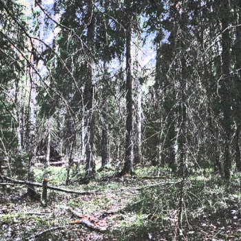 Luonto-Suomi.: Metsäilta