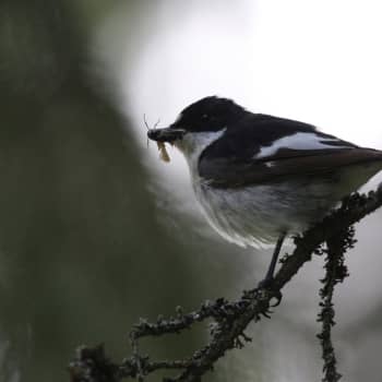 Luonto-Suomi.: Lintujen kevätmuutto -ilta