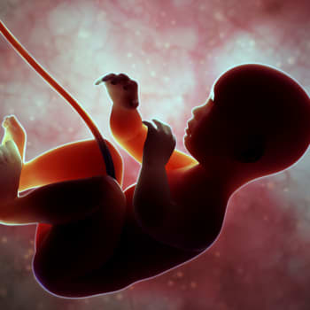 Tiedeykkönen: Äidin stressi ja lakritsi altistavat sikiön kehityshäiriölle