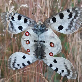 Apollofjärilar som parar sig blir en vacker bild!