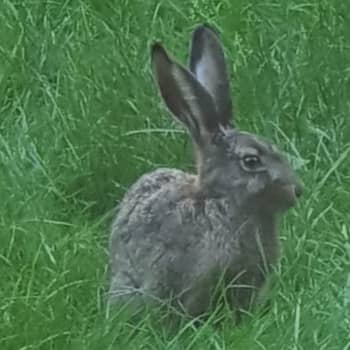 Vad skiljer en kanin och en hare?